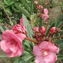 Picasa 2.7